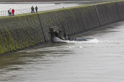 Illustration seal - Image 1