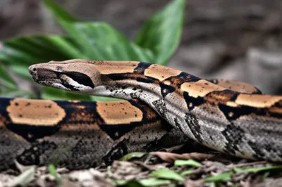 Illustration saddle - Image 1