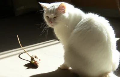 Illustration petted - Image 1