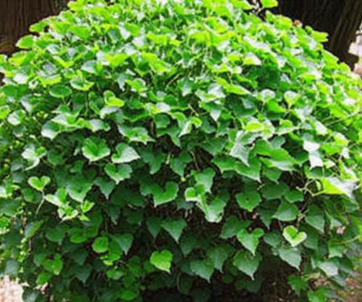 Illustration enrol - Image 1