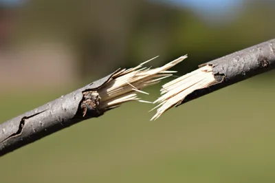 Illustration snap - Image 1