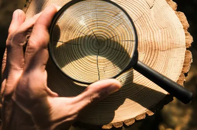 Illustration dates - Image 1