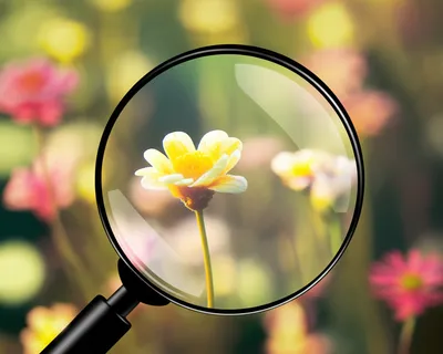 Illustration magnifies - Image 1