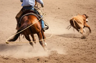 Illustration dally - Image 1