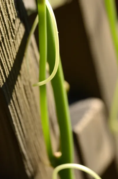 Illustration tendril - Image 1