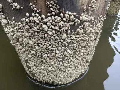 Illustration barnacle - Image 1