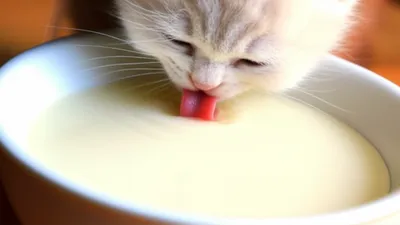 Hình ảnh minh họa piddled - Ảnh 1