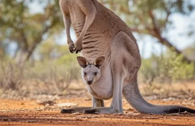 Illustration pouched - Image 1