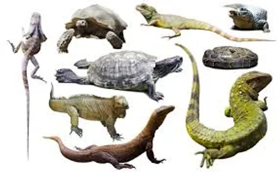 Illustration reptile - Image 2