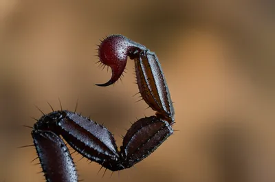 Illustration stinger - Image 1