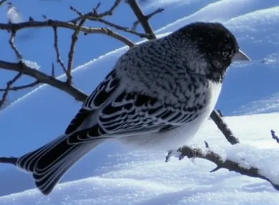 Illustration magpies - Image 1