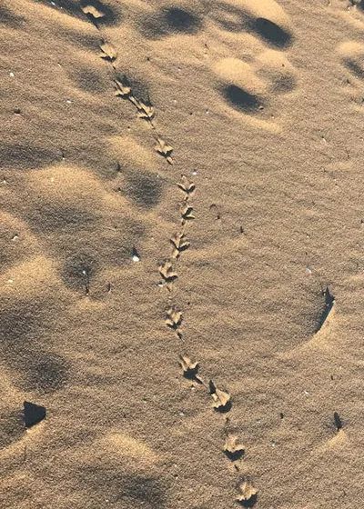 Illustration traced - Image 2