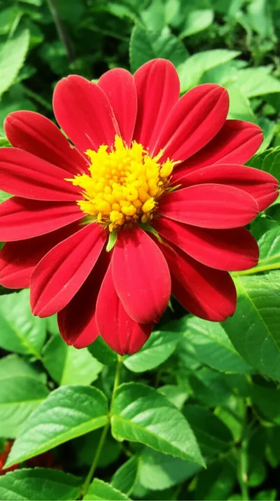 Illustration reprise