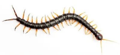 Illustration centipede - Image 2