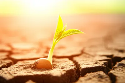 Illustration opened - Image 1