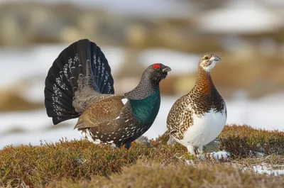 Illustration grouse - Image 1