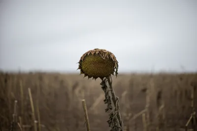 Illustration straggler - Image 1