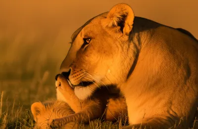 Illustration prides - Image 1