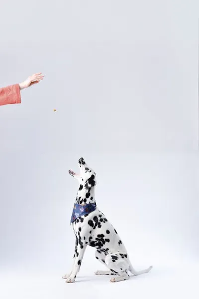 Illustration dalmatian - Image 2