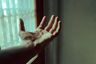 Illustration palmar - Image 2