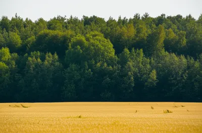 Illustration fringe - Image 1