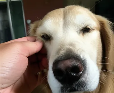 Illustration petting - Image 1