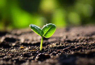 Визуальная иллюстрация слова «younger» - Младший, молодой