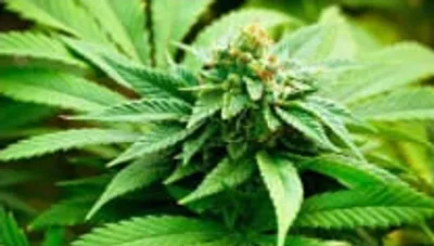 Illustration cannabis - Image 2