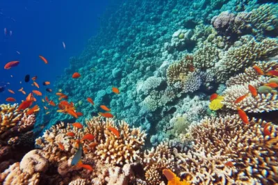 Illustration acclimated - Image 1