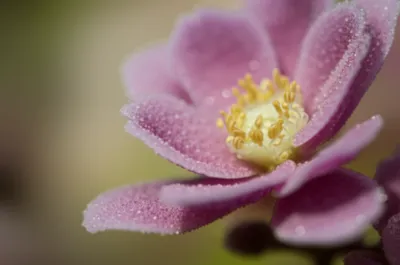 Illustration grit - Image 1