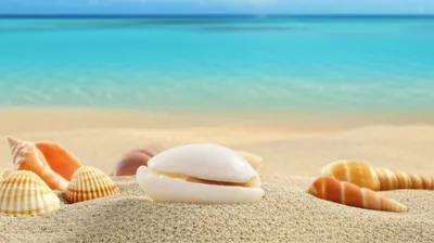 Illustration cowrie - Image 1