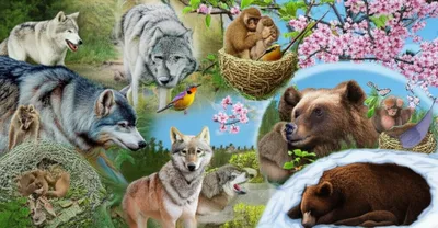 Illustration behaviour