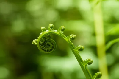 Illustration volute - Image 1