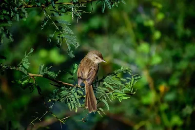 Illustration warblers - Image 2