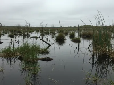 Illustration flows - Image 1