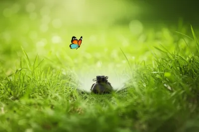 Illustration proxies - Image 1