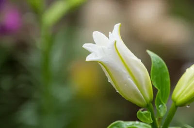 Hình ảnh minh họa inexperienced - Ảnh 1