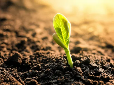 Illustration kindled - Image 1