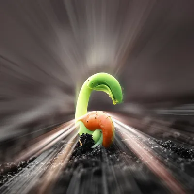 Illustration quickens - Image 1