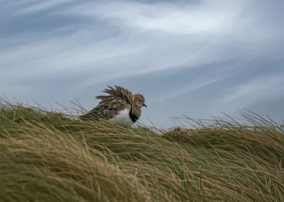 Illustration wind - Image 1