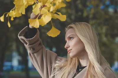 Illustration gingko - Image 2