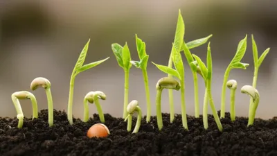 Illustration multiplier - Image 1