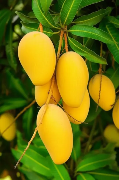 Illustration mango - Image 1