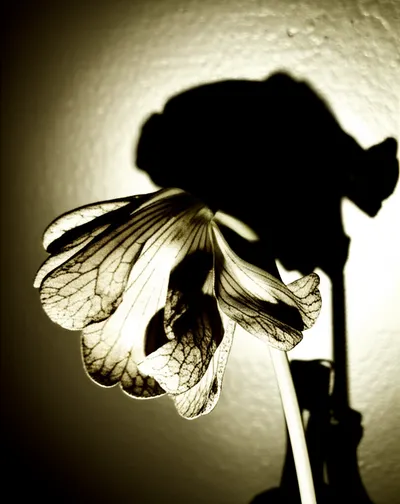 Illustration impinged - Image 1