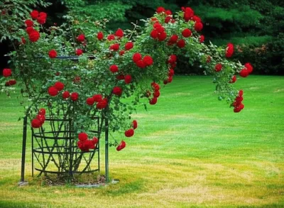 Illustration straggles - Image 1