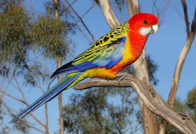 Hình ảnh minh họa rosella