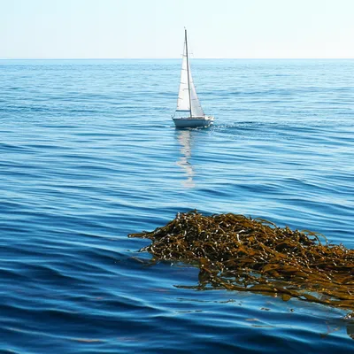 Illustration strip - Image 1