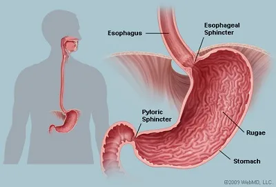 Illustration stomach - Image 2