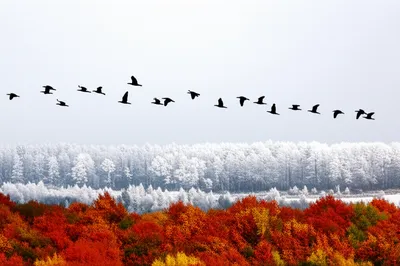 Hình ảnh minh họa migrating