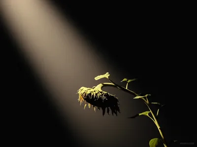 Illustration dimmed - Image 1